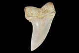 Mako Shark Tooth Fossil - Sharktooth Hill, CA #94653-1